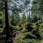 L'atypique Vosgien *