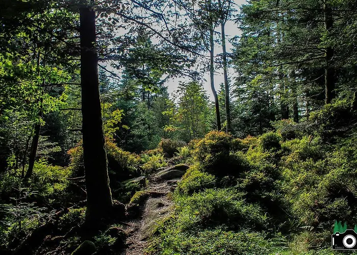 L'atypique Vosgien *